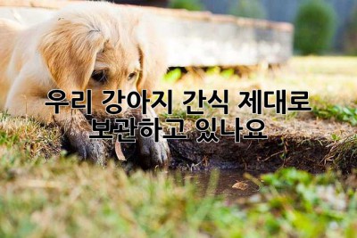 우리 강아지 간식, 제대로 보관하고 있나요? 🤔