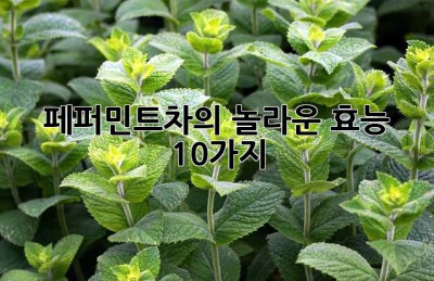 페퍼민트차의 놀라운 효능 10가지
