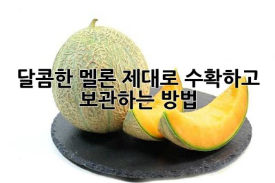 달콤한 멜론, 제대로 수확하고 보관하는 방법!