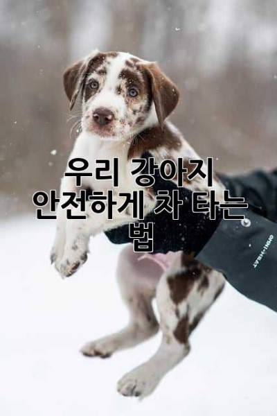 우리 강아지, 안전하게 차 타는 법! 🚗🐶